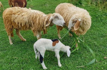 Subproductos agroalimentarios mediterráneos mejoran la calidad de alimentos para animales