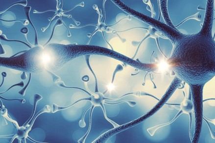 Investigadores españoles convierten células gliales en neuronas funcionales para reparar el sistema nervioso