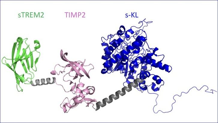 Desarrollan una proteína quimérica que mejora la memoria en modelos de Alzheimer