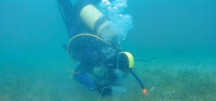 Nuevos hallazgos sobre la contaminación y su impacto en praderas marinas