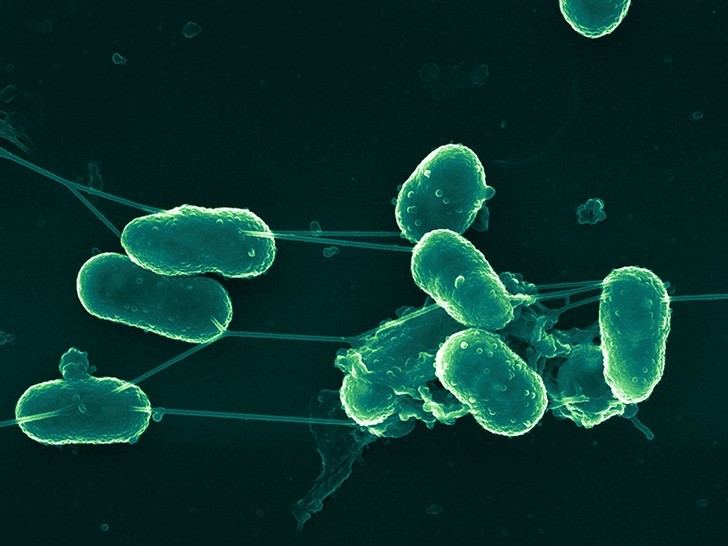 Las bacterias también tienen vida social, según Manuel Espinosa